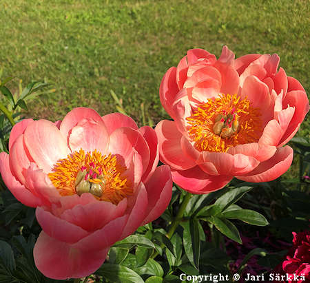 Paeonia 'Coral Charm' hybridipioni